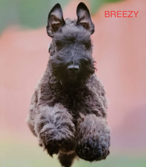 Breezy is akc Kerry blue terrier