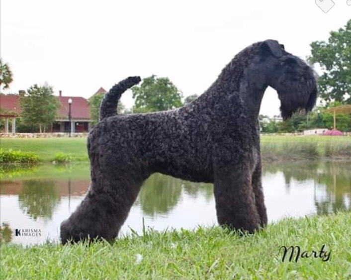 Kerry blue terrier show dog photo by krisma images