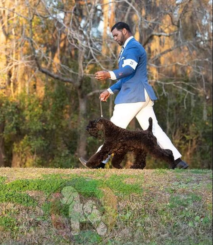 Dixie Kerry Blue Terrier akc grand champion