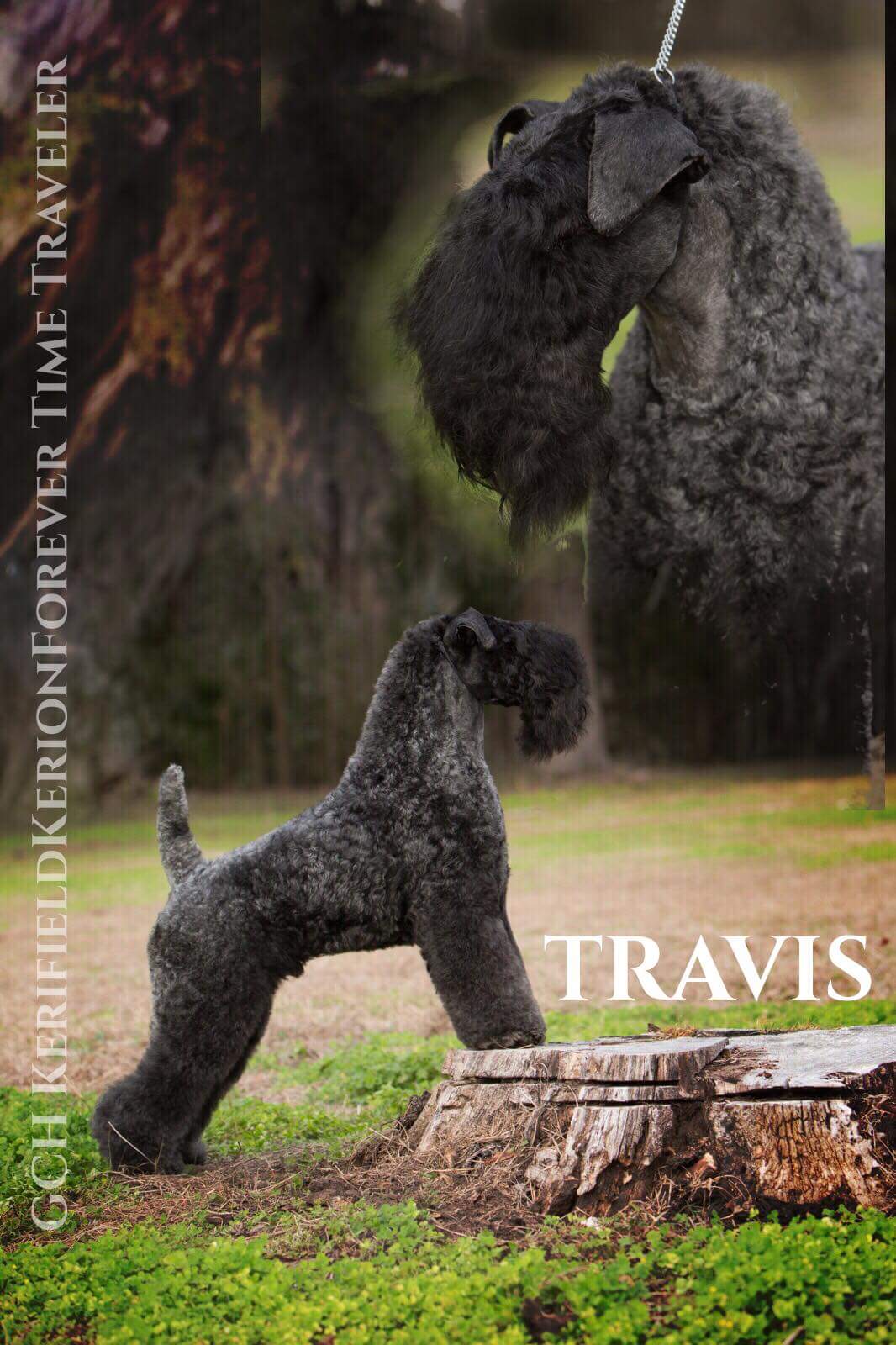 Travis Kerry Blue Terrier